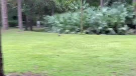 Amazing video of adorable armadillo looking for food in a grassy field