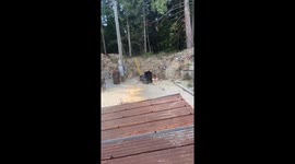 Bear Steals Garbage Can