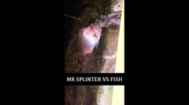 'This was INSANE to find in the city' - Big hungry rat drags fish carcass down a drain pipe