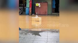 Poor dogs float along flooded road in styrofoam box