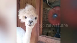 Alpacas with stylish hairdos cool off in front of electric fan amid summer heat in Japan