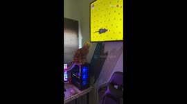 Curious cat's clumsy rat-catching crusade culminates in comical catastrophe