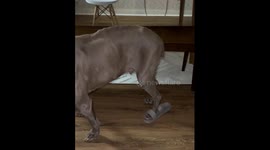 Resilient Weimaraner overcomes adversity: walking proudly with unlikely footwear amidst health challenges