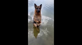 Doggie oasis: Beha finds refreshing relief from the heat by the shore