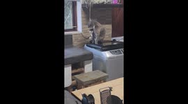 One of our five cats that find random things to keep themselves entertained.