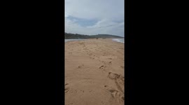 Every now and then, the pack goes to the beach. It's chaos and there is an occasional slow motion run