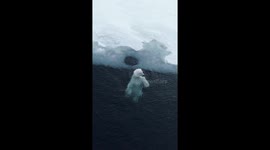 Lonely polar bear caught playing on its own goes viral Part 1/2