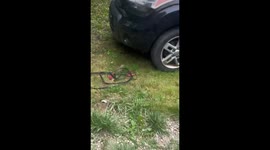 Basset Hound Puppy Rescued From Empty Snack Bag