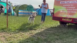 When your Labrador dog really wants an ice cream whilst camping.
