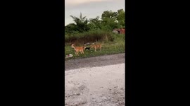 Bra brawl: furry guardians turn fashion feud in Selangor, Malaysia!