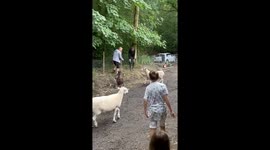 Grumpy sheep makes it a mission to keep knocking down the man trying to get away from it