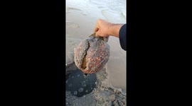 GIANT CLAM found buried in sand in Morocco