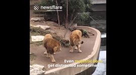 Distracted Lion Falls into Water