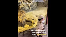 Lion Tries to Eat Toddler