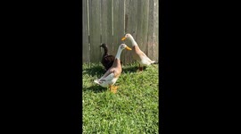 Ducks