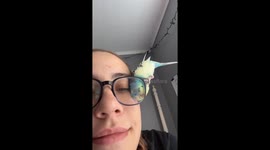 Bird's-eye view: sky the budgie's playful encounter with glasses