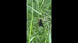 Bee escape from honey pot and being cleaned by assistance of a wasp