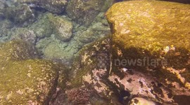 Starfish and other fish fought for a sea urchin. We clearly see all the action.