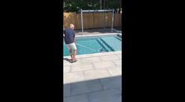 Silly Skunk finds its way into a swimming pool and refuses to leave