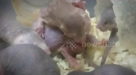 Vets Assist In Birth Of Creatures That May Hold Answer To Eternal Fertility And Cure For Cancer In Valencia, Spain