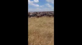 The Magical Great Migration at Maasai Mara Game Reserve in Kenya.