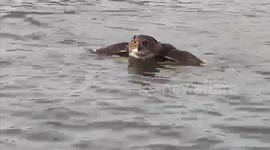 Owl attacked by seagulls rescued on beach in Spain