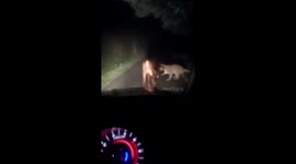 leopard Try to hunt a cow at night in srilanka leopard was so aggressive and hungary