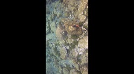 No two days are the same in an underwater shoot.  Today several species of fish were fighting for food. underwater.