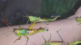Dozens of grasshoppers clinging to the woman's hand