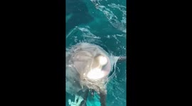Dolphin Shows Off Hula Hoop Skills