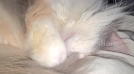 Calico cat curled up in a ball snoring loudly.