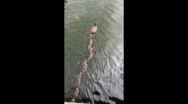 Goslings Go On Parade