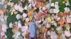 walking through the crunching fall leaves feeling excited to hear the sound