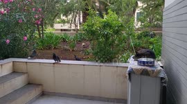 The sleeping cat. Some pigeons watch a cat sleep. The cat is not about to bother chasing pigeons when food arrives on time.