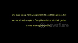 Red Squirrels Experience - Wildlife encounter in Cumbria