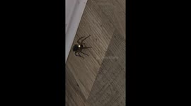 PSA: Spiders do not glitter. you have been warned.