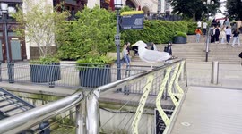 A bird Seen Taking Off From The Foot Path Bridge In West India Quay