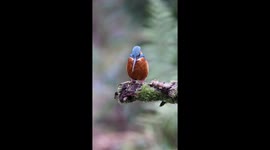 Killer kingfisher grapples with fish prey in ‘incredible’ shot