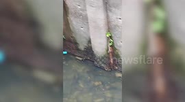 Kitten stuck in pile of trash in canal rescued