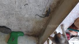 When the cat vs the baby monitor lizard almost entered the house, the cat defended it