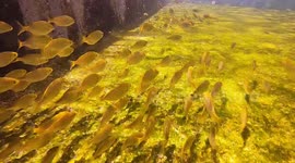 Private natural aquarium? On a normal dive I saw a huge school close to land at one point in the video you can see how low these fish swim close to land.