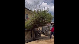 Money in the tree prank. Its a funny video about money coming down from a tree