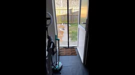 Feathered frenzy: Loki the staffy takes on the seagull invasion in Hull, UK!