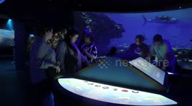 Exhibition on sharks held in Texas, U.S.