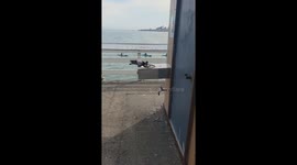 Thirsty pigeon, so smart. Why is this only gor.humans, I will use it thought...