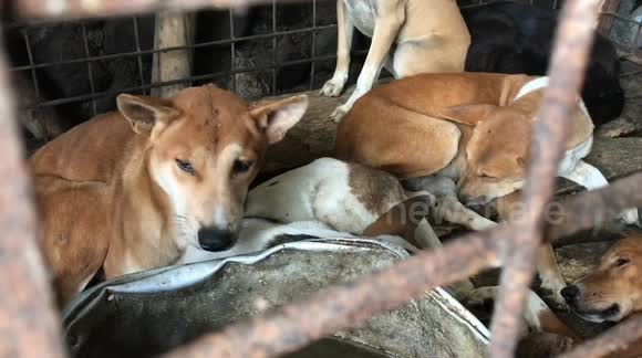 Dozens of cats and dogs rescued from slaughterhouse in Indonesia
