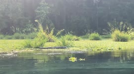 Big alligator relaxes in clear springs on Ichetucknee River in central Florida