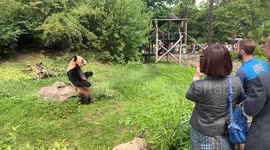 First giant panda born in France heads to China, given warm farewell