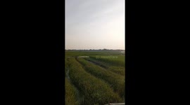 Cánh đồng quê mùa lúa xanh bát ngát mênh mông dưới nắng chiều