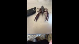 Crawfish Clamps Down